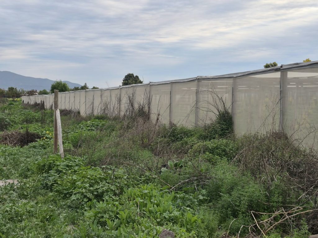 Parcela de 6.000 m² con 200 paltos – Sector Don Bosco, La Cruz – Cód. 478 – $205.000.000