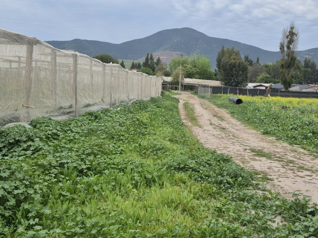 Parcela de 6.000 m² con 200 paltos – Sector Don Bosco, La Cruz – Cód. 478 – $205.000.000
