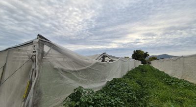 Parcela de 6.000 m² con 200 paltos – Sector Don Bosco, La Cruz – Cód. 478 – $205.000.000