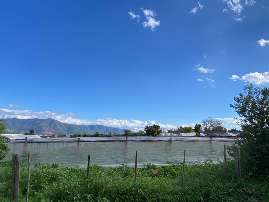 Parcela de 6.000 m² con 200 paltos – Sector Don Bosco, La Cruz – Cód. 478 – $205.000.000