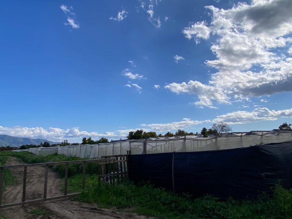 Parcela de 6.000 m² con 200 paltos – Sector Don Bosco, La Cruz – Cód. 478 – $205.000.000